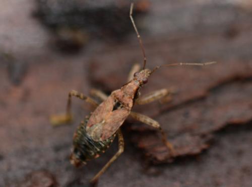 Réf. 335 091 : Himacerus mirmicoides